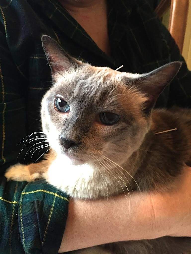 A person holds a Siamese-mix cat with blue eyes and needles placed on its head and neck for acupuncture.