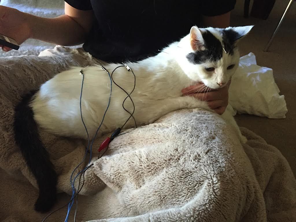 A white cat with black spots and a black tail, lying on a blanket while connected to medical monitoring leads.