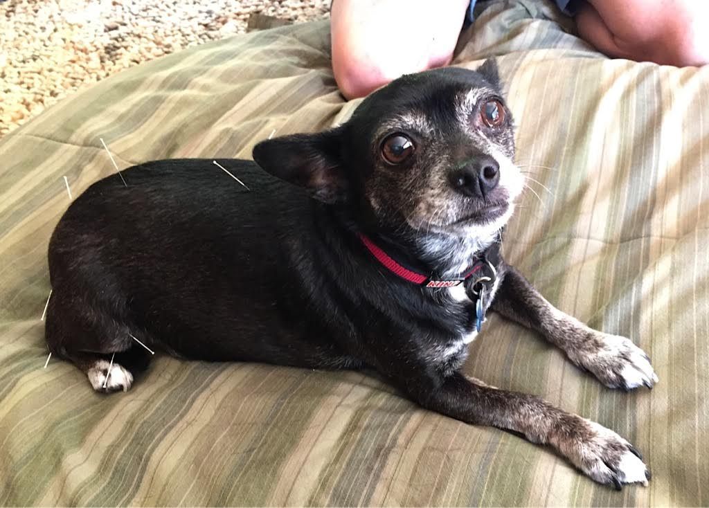 A black dog with grey fur around its muzzle wearing a red collar, lying on a striped blanket with acupuncture needles.