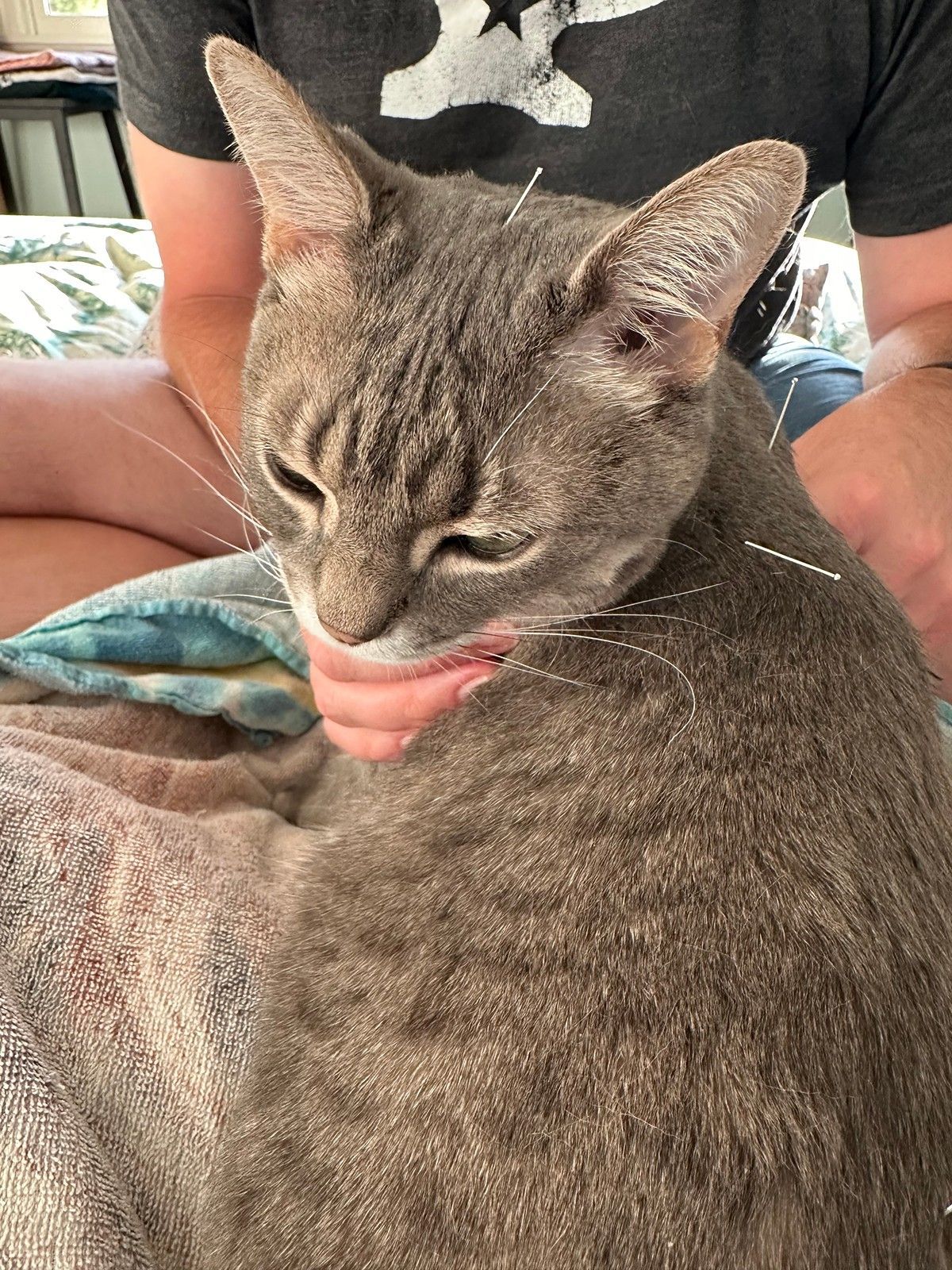 A person gently holds a grey tabby cat while an acupuncture needle is inserted into the cat’s head.