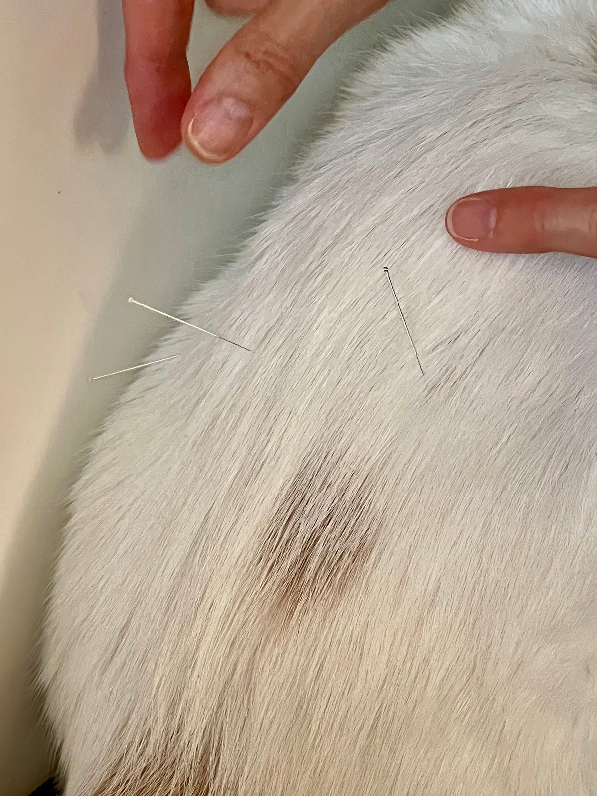 A hand holds two thin, silver acupuncture needles inserted into the white fur of an animal's back near a brown patch.