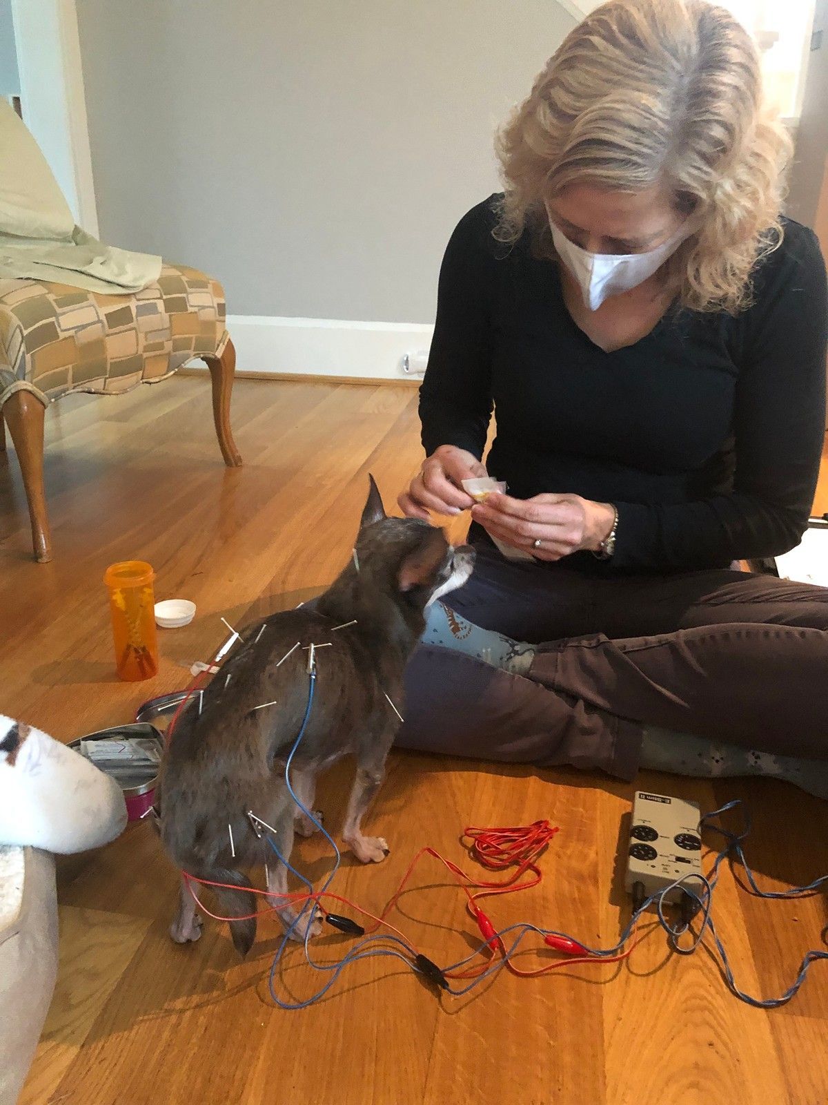 A person in a black long-sleeved shirt performs acupuncture on a small brown dog with needles connected to an electric unit.