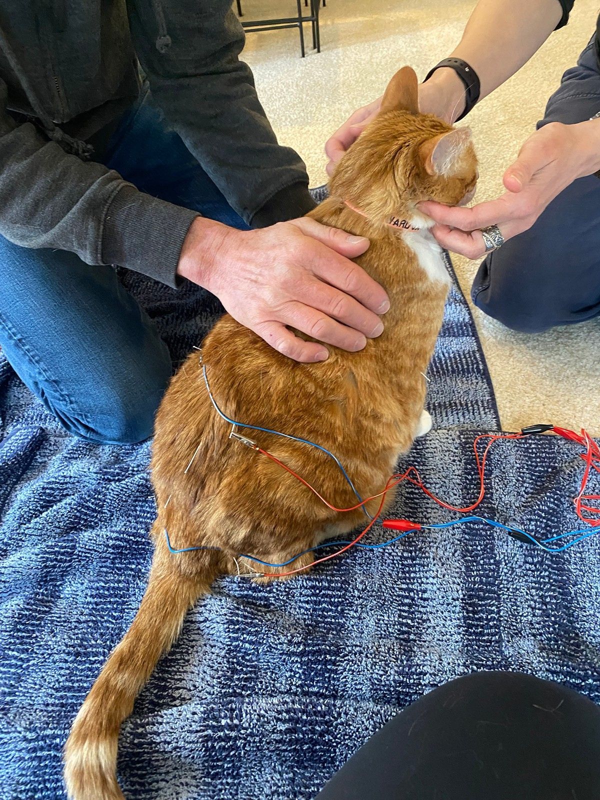 Two people hold an orange cat as wires are attached to its back for a medical or diagnostic procedure on a blue blanket.