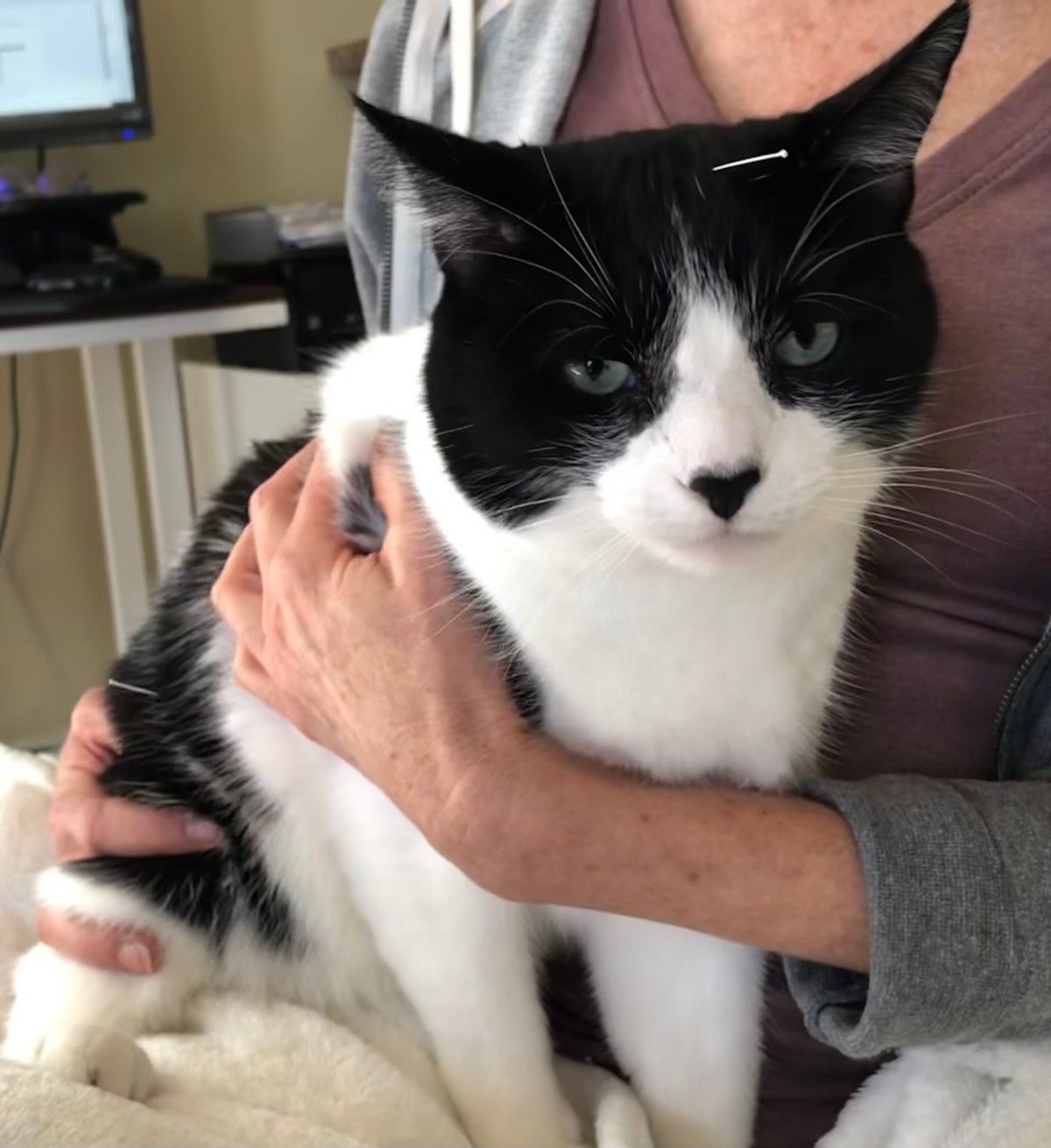 A person holds a black and white cat with a heart-shaped mark on its nose and a serious expression.