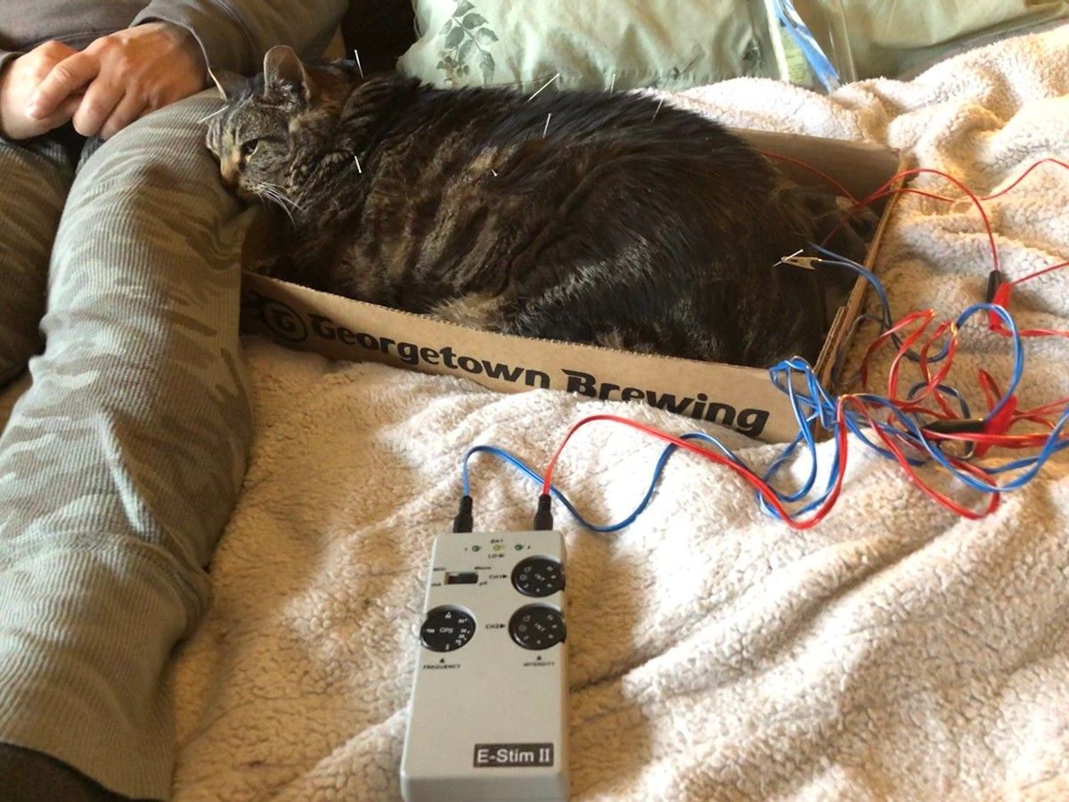 A tabby cat resting in a Georgetown Brewing cardboard box, connected to a small gray C-Stim medical device by wires.