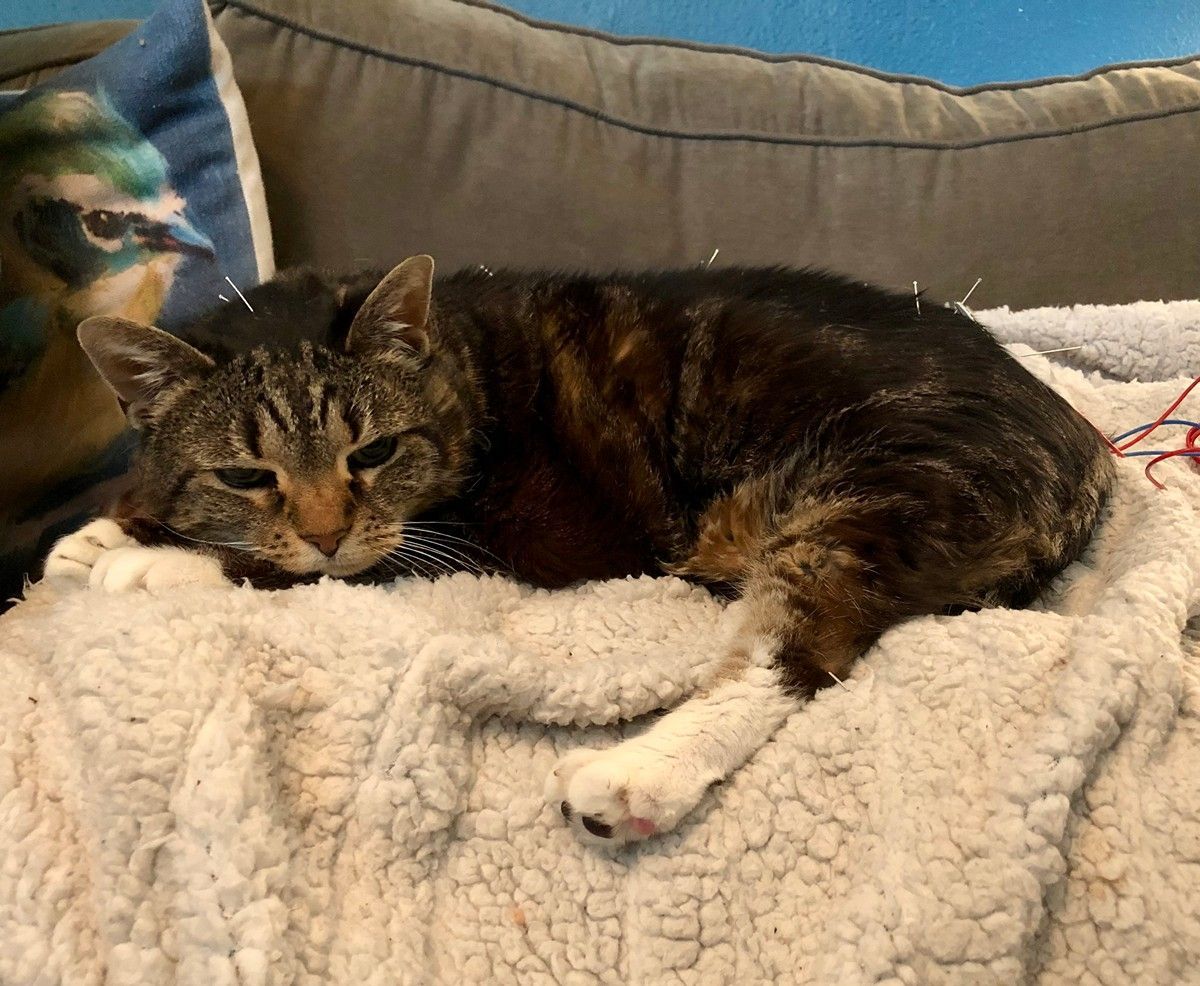 A tabby cat lying on a white, fluffy blanket while undergoing acupuncture with several thin needles in its back.