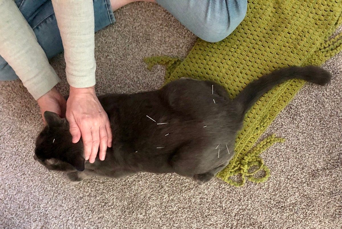 A person pets a gray cat lying on a carpet next to a green crocheted blanket.