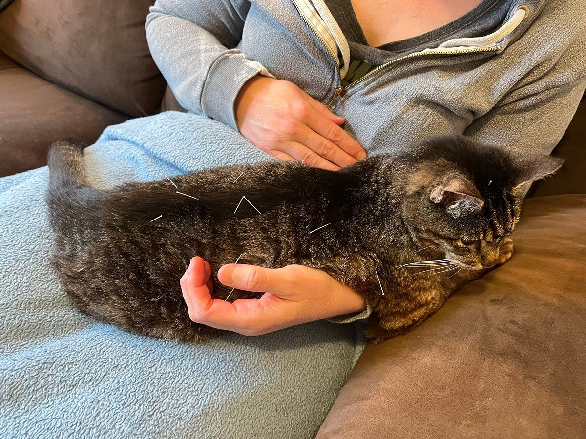 A person wearing a grey hoodie sits on a couch, gently petting a dark, mottled-colored cat resting in their lap.