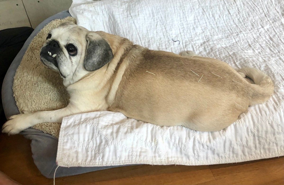 An elderly pug with light tan fur and a black muzzle resting on a white blanket on top of a pet bed.