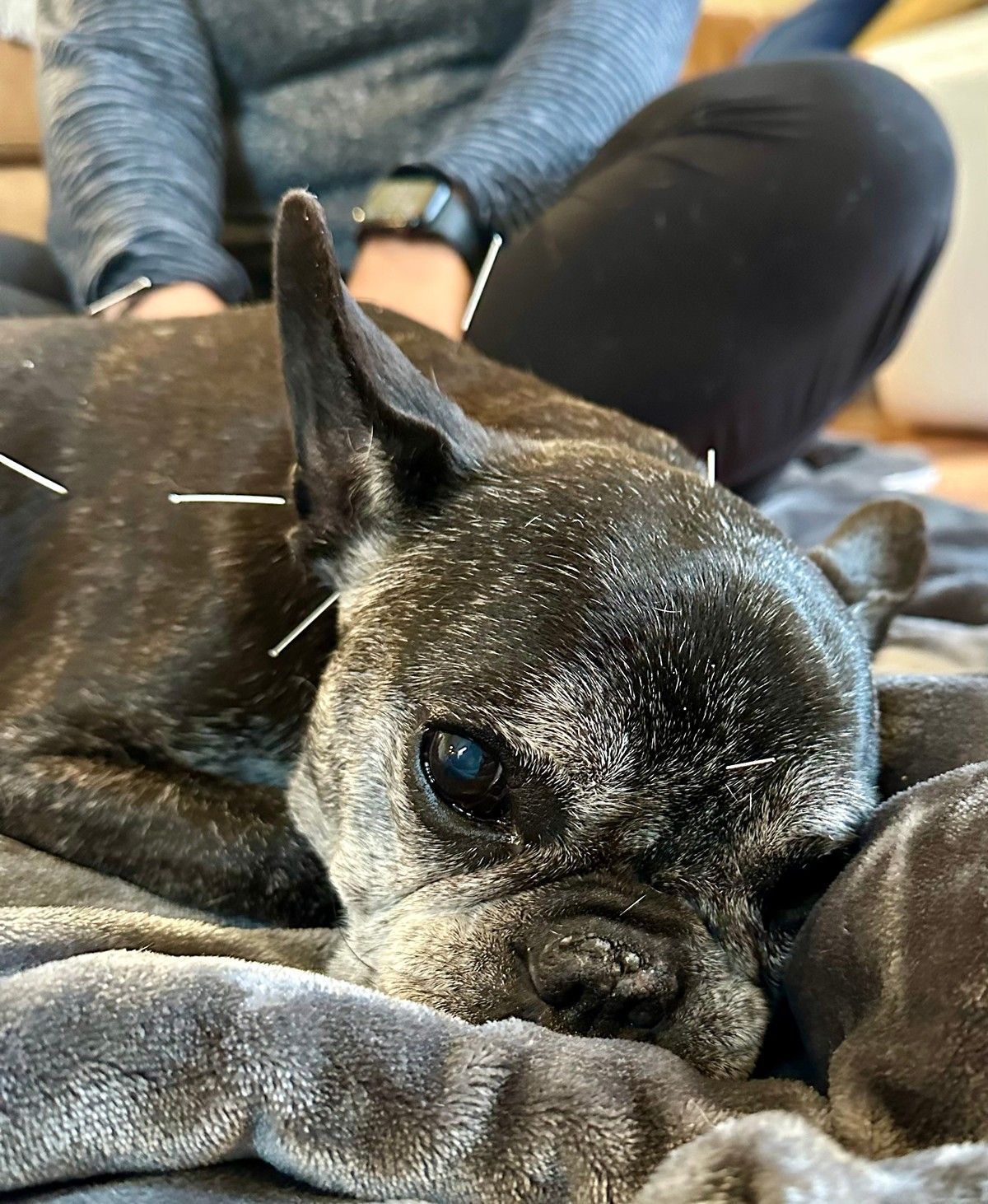 A dark-coated French Bulldog resting on a gray blanket while receiving acupuncture treatment with thin needles in its back.