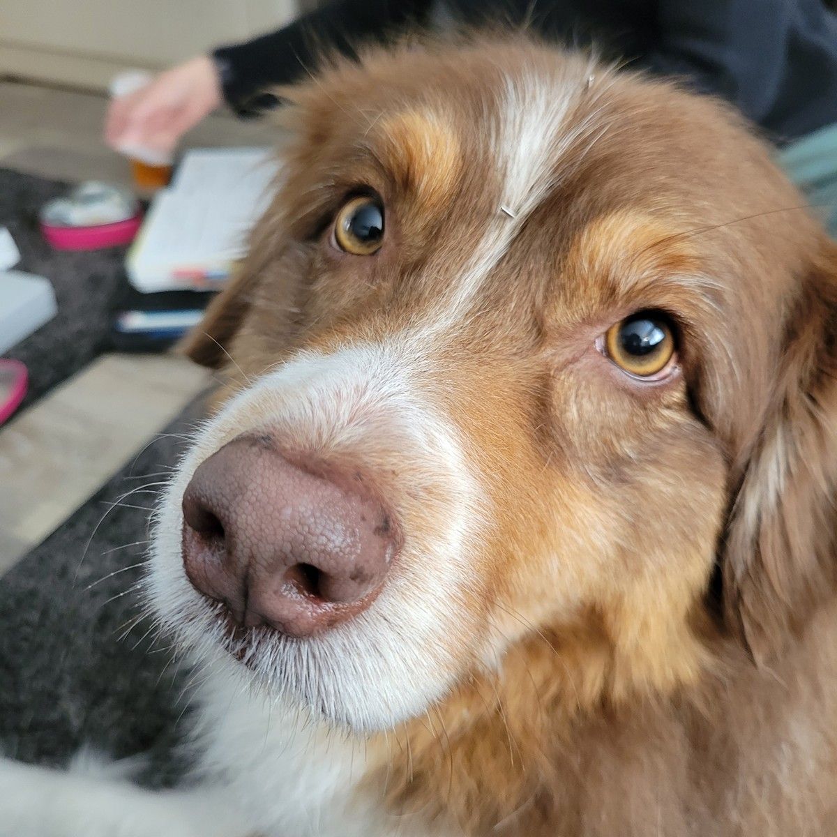 A close-up, high-angle shot of a brown and white Australian Shepherd dog looking directly into the camera.