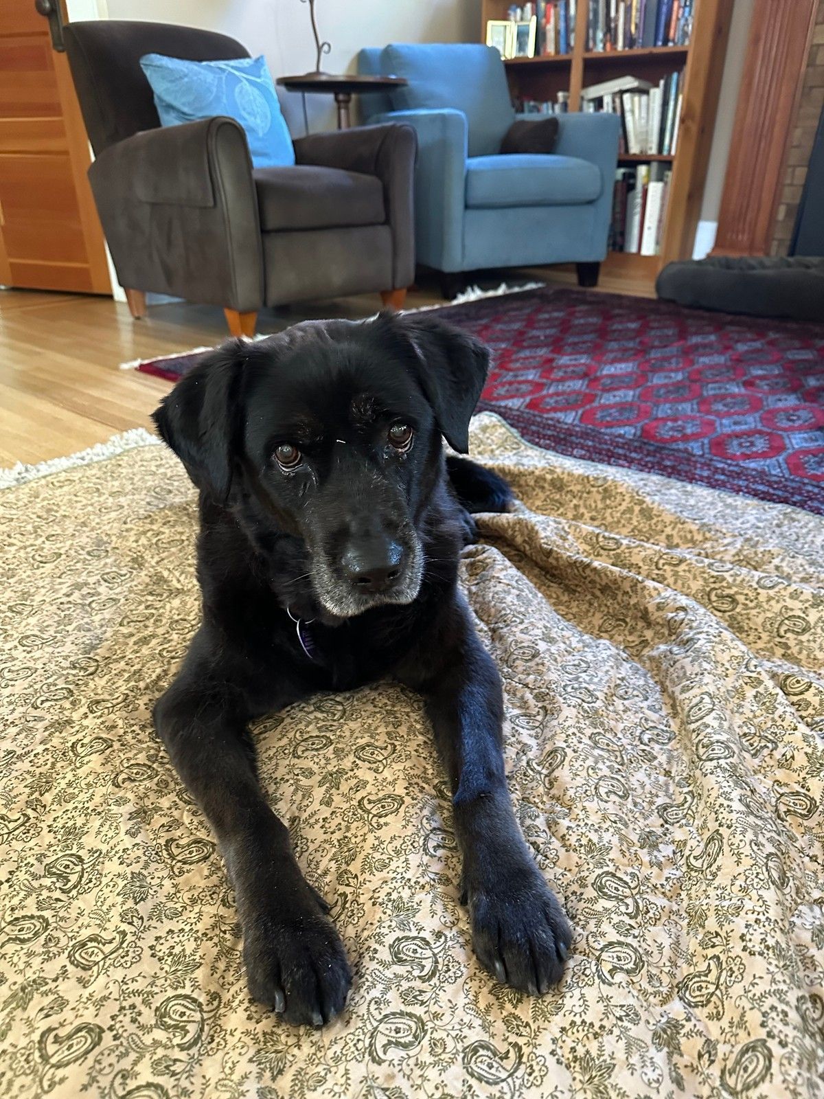A black dog with white around its muzzle lies on a patterned beige throw blanket in a living room.