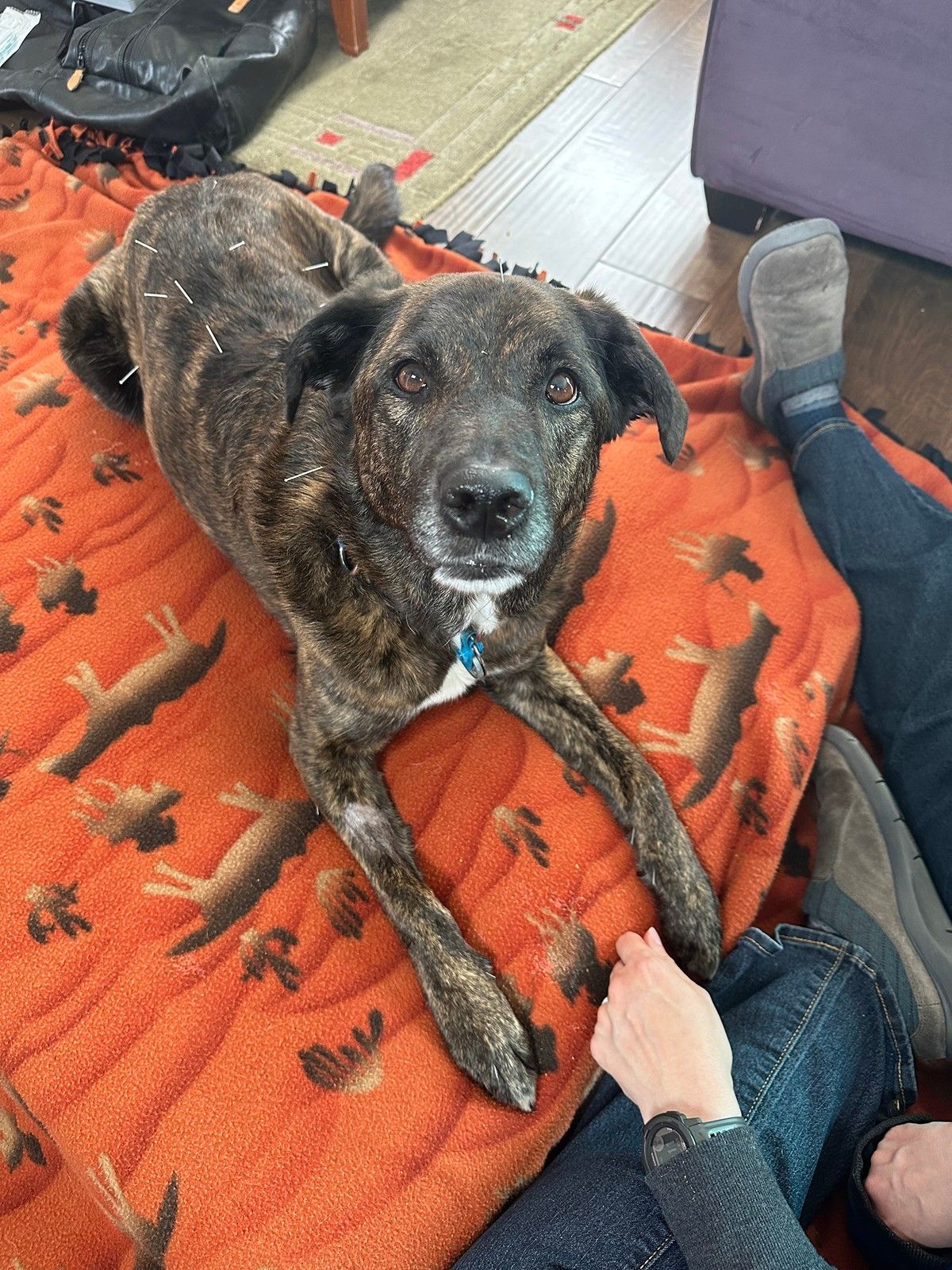 A brindle dog with white markings sits on an orange patterned blanket while a person pets its paw.