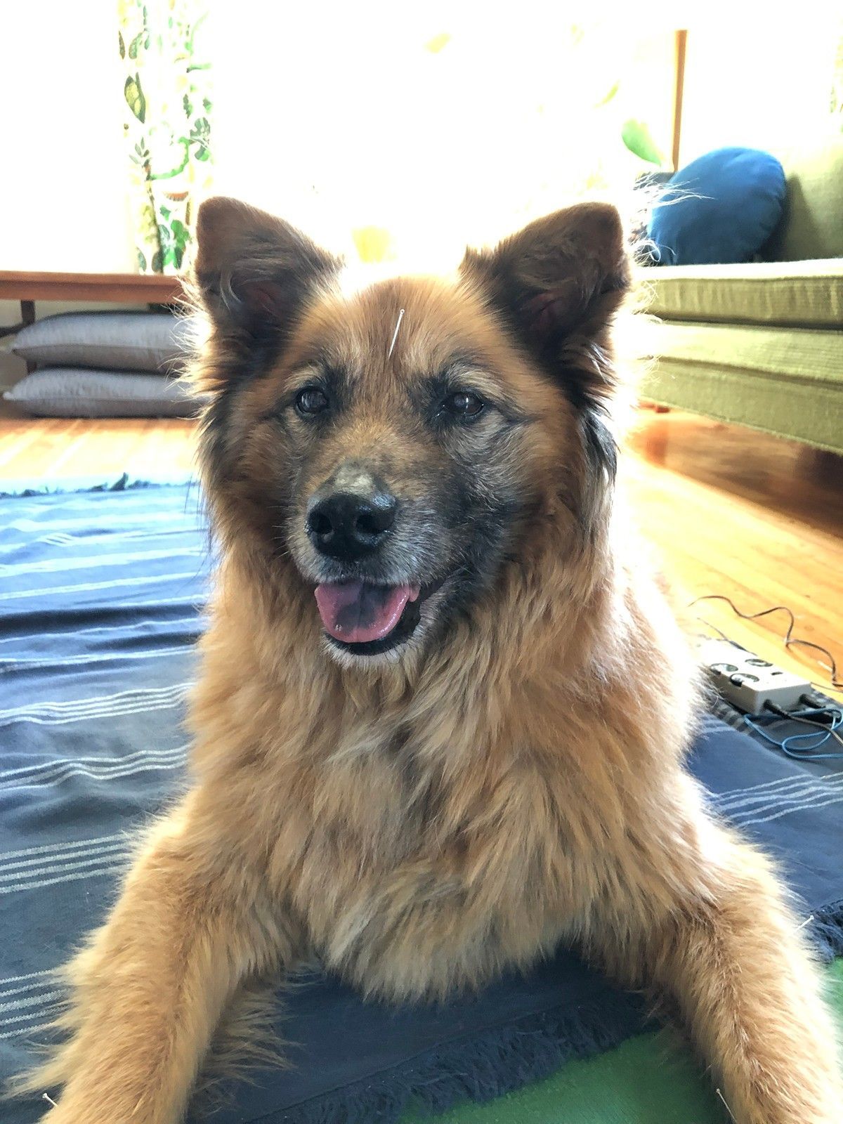 A fluffy, tan-colored dog with pointed ears and a happy expression lying on a blue blanket in a sunlit living room.