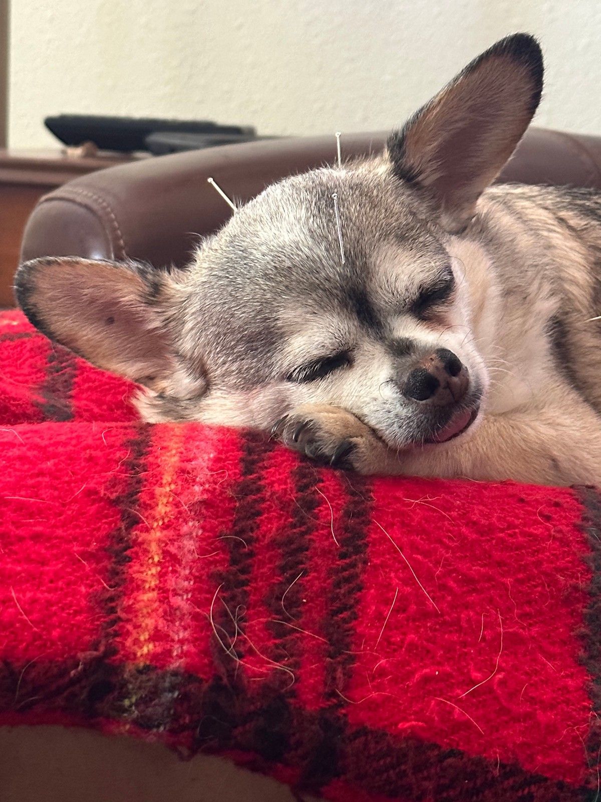 A small, light brown dog rests on a red plaid blanket with thin acupuncture needles placed in its head.