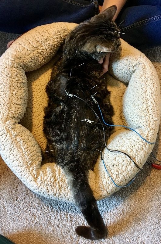 A cat resting in a soft bed while undergoing acupuncture treatment with needles and wires attached to its back.