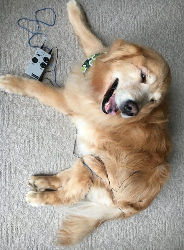 A golden retriever lying on a light carpet next to a small guitar effects pedal, looking up with an open-mouthed expression.