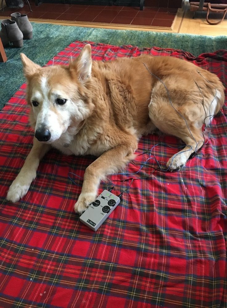 A tan dog lying on a red plaid blanket with its paw resting on a small, grey remote control.
