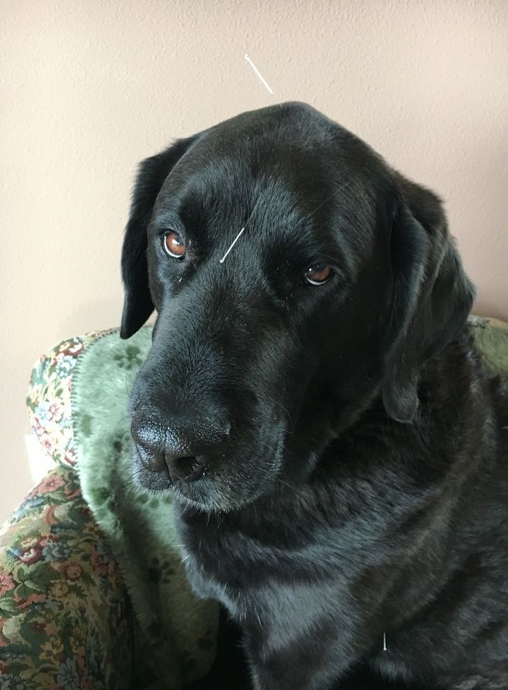 A black Labrador dog sitting on a floral-patterned chair with acupuncture needles placed on its head and chest.