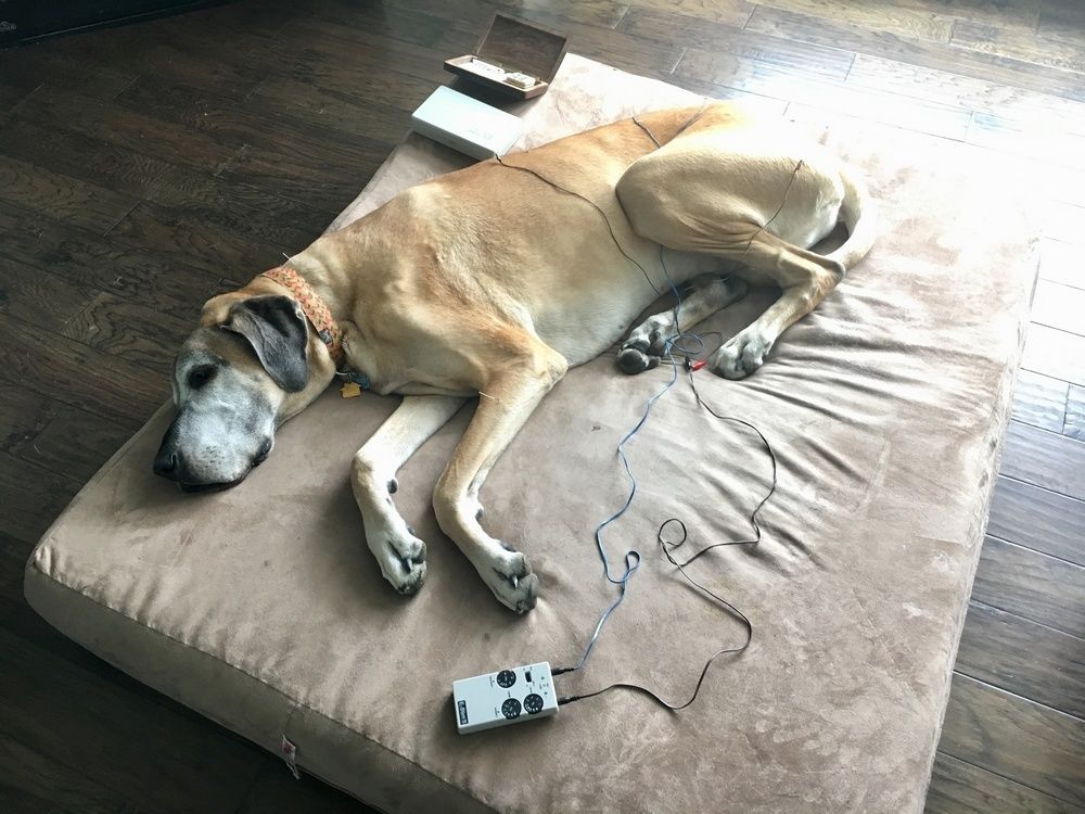 A large tan dog with a gray muzzle rests on a tan dog bed next to a small electronic device with wires.