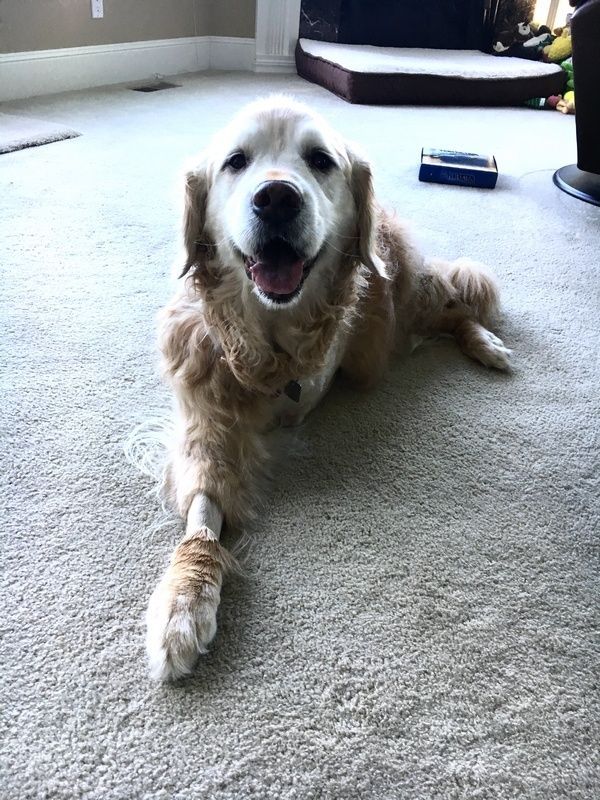 A happy golden retriever lying on a carpeted floor with its front paw extended.