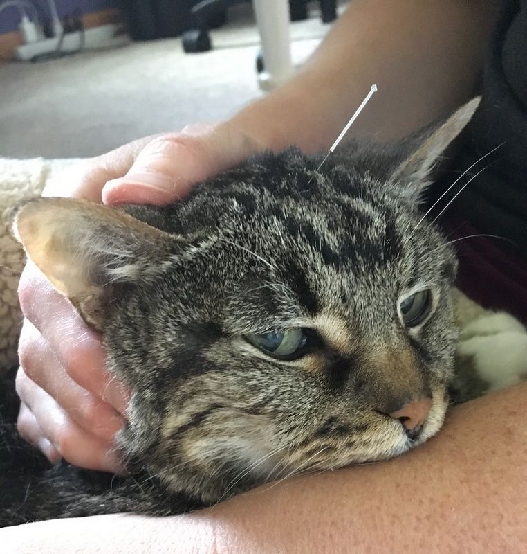 A brown tabby cat resting its head on a person's arm while receiving acupuncture with a needle inserted near its ear.