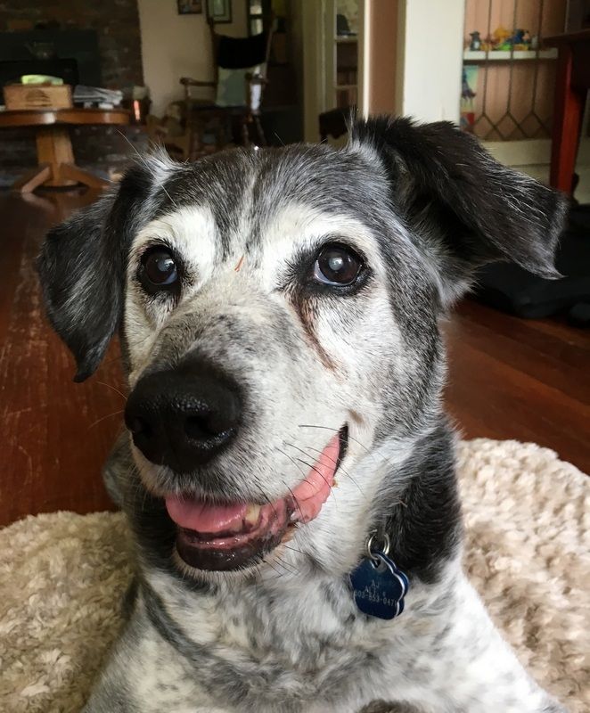 A smiling, speckled grey and black dog with floppy ears sits on a beige rug inside a room.