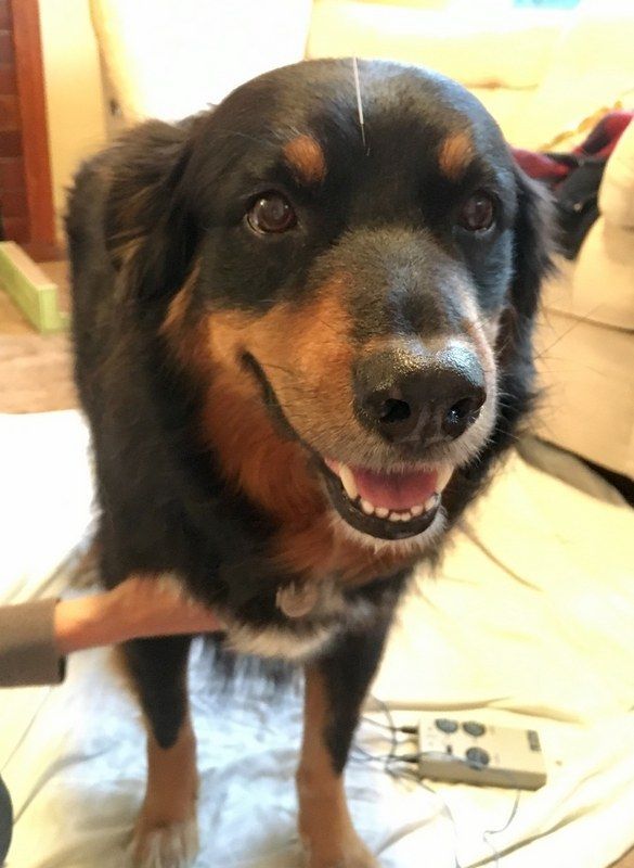 A black and tan dog with a happy expression has an acupuncture needle on its head while standing on a white surface.