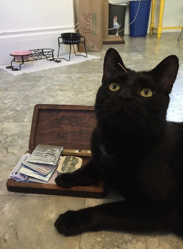 A black cat sitting next to a wooden box filled with small packets, with pet bowls in the background.
