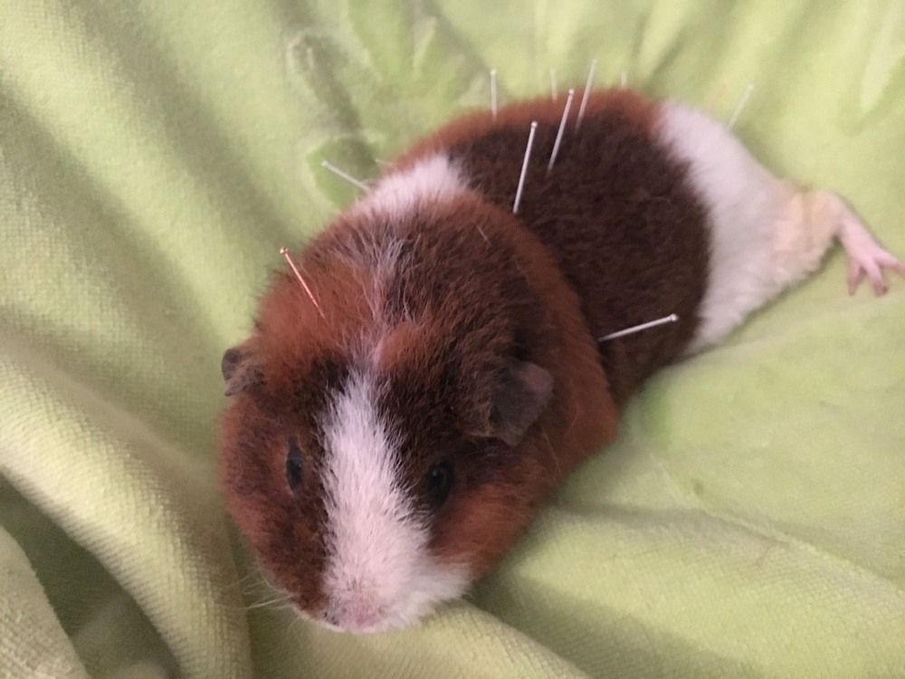 A tricolor guinea pig lies on a soft, light green blanket with acupuncture needles placed along its back and head.
