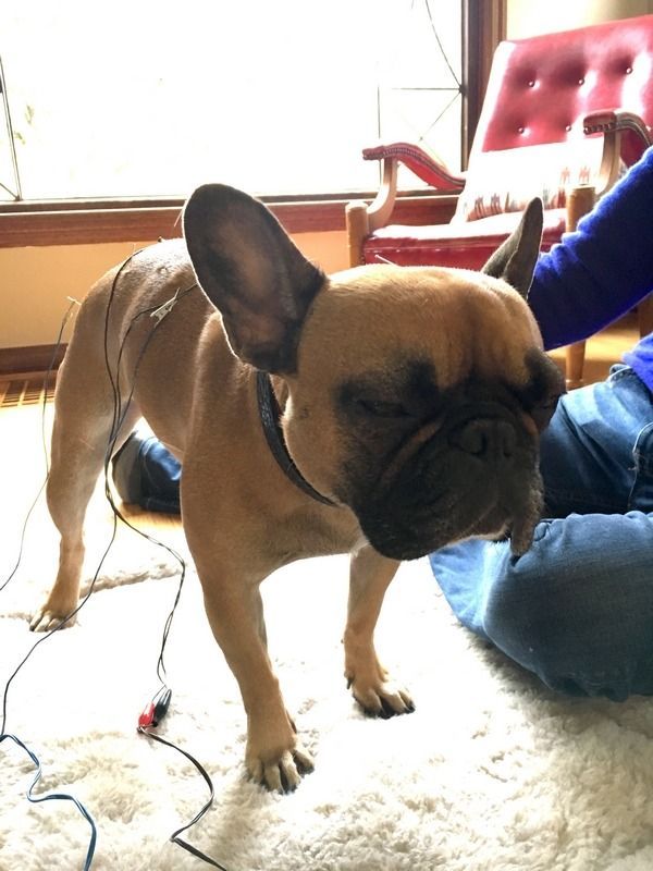 A tan French Bulldog with wires attached to its back stands on a rug next to a person sitting in a red chair.