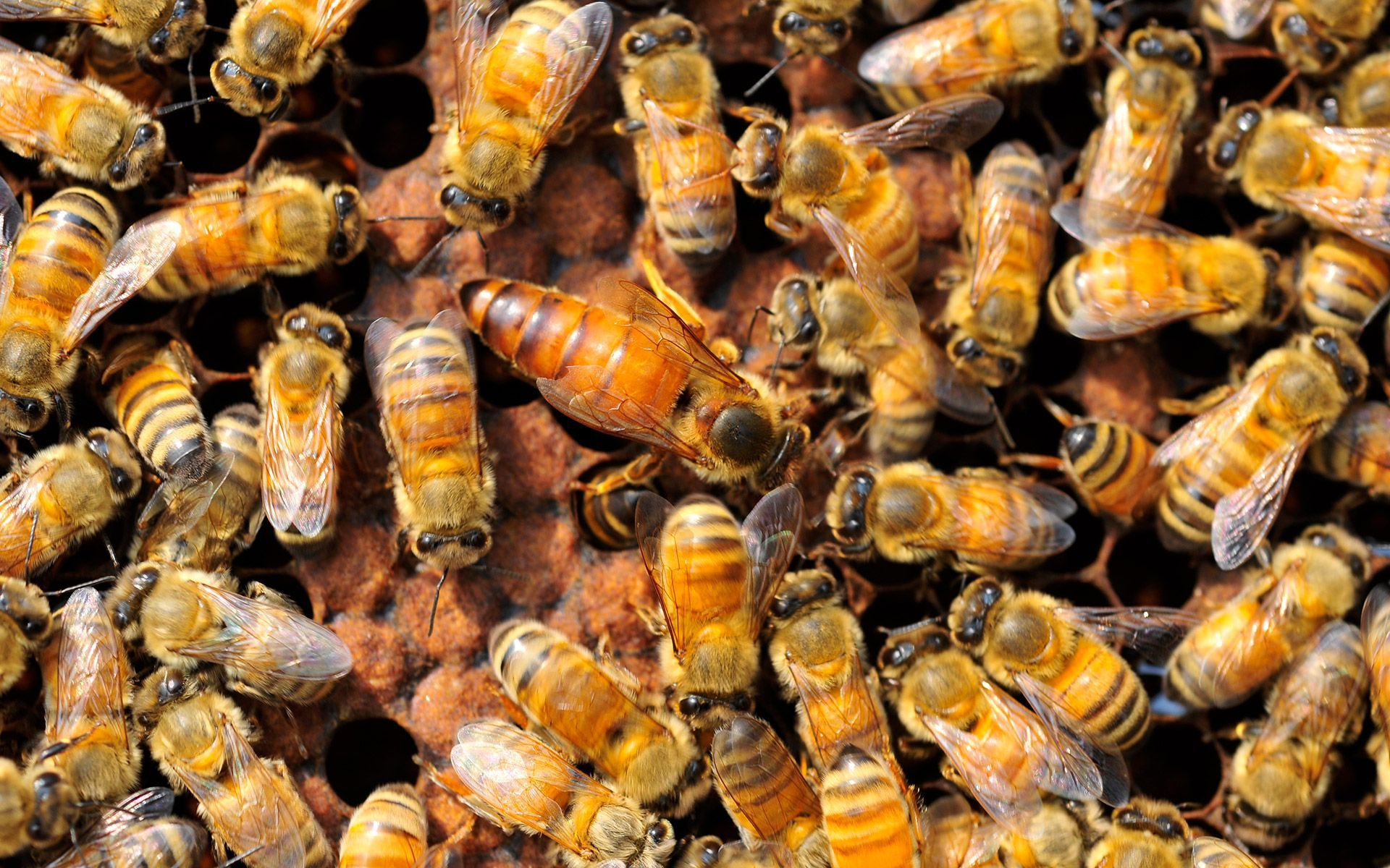 A close up of a group of bees on a honeycomb.
