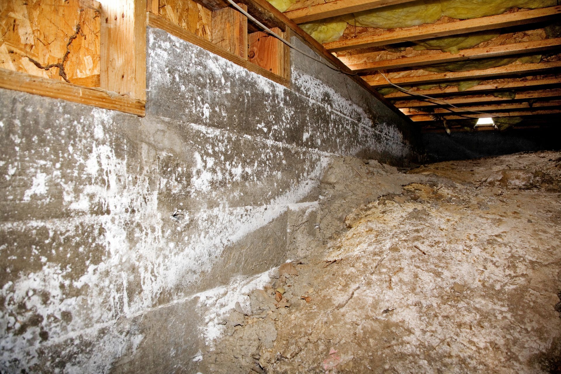 A crawl space with a concrete wall and wooden beams.