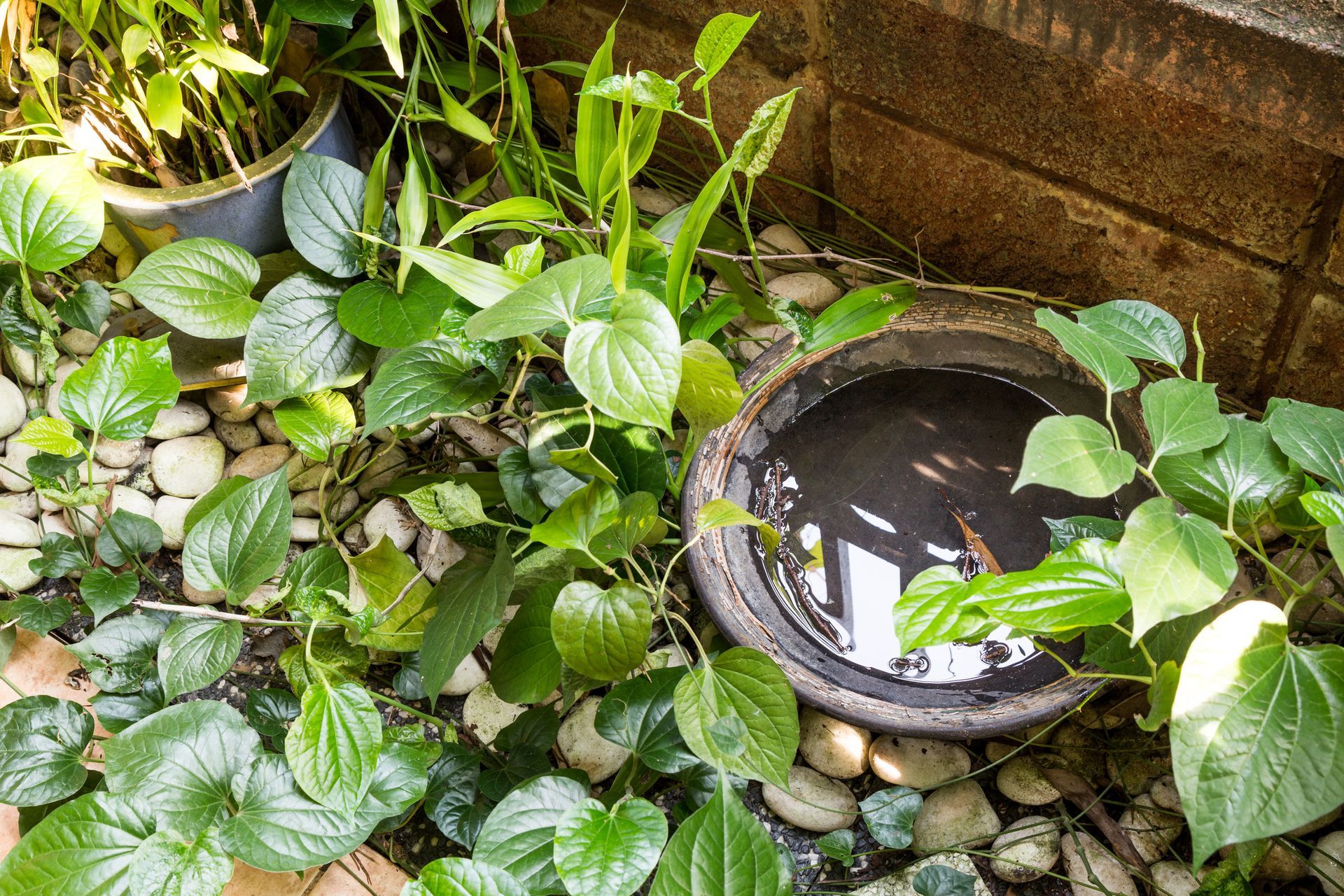 A small pond filled with water and plants next to a brick wall.