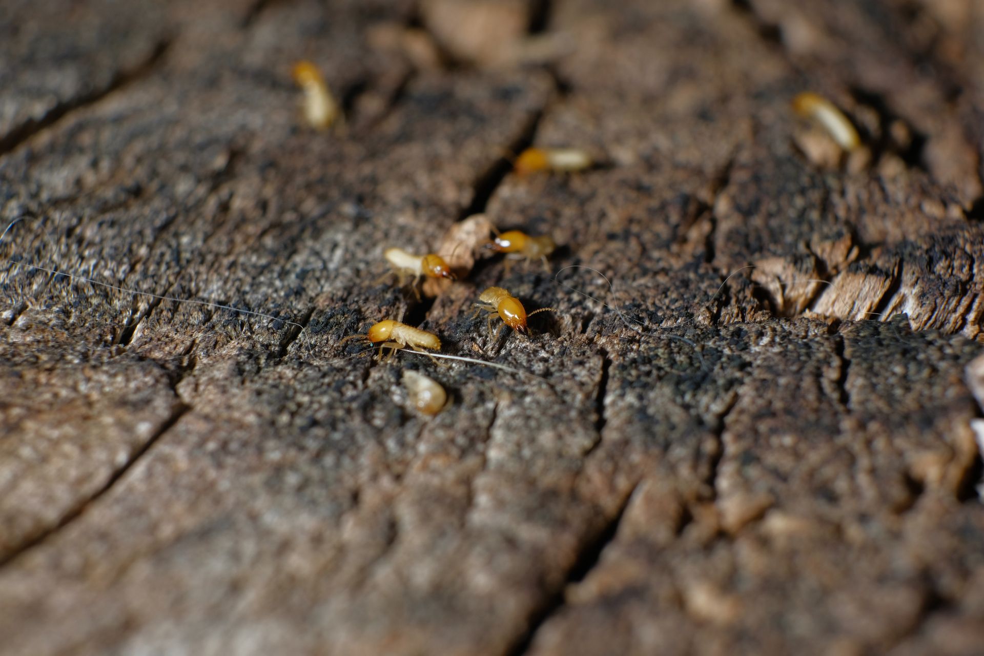 A group of termites are crawling on a piece of wood.