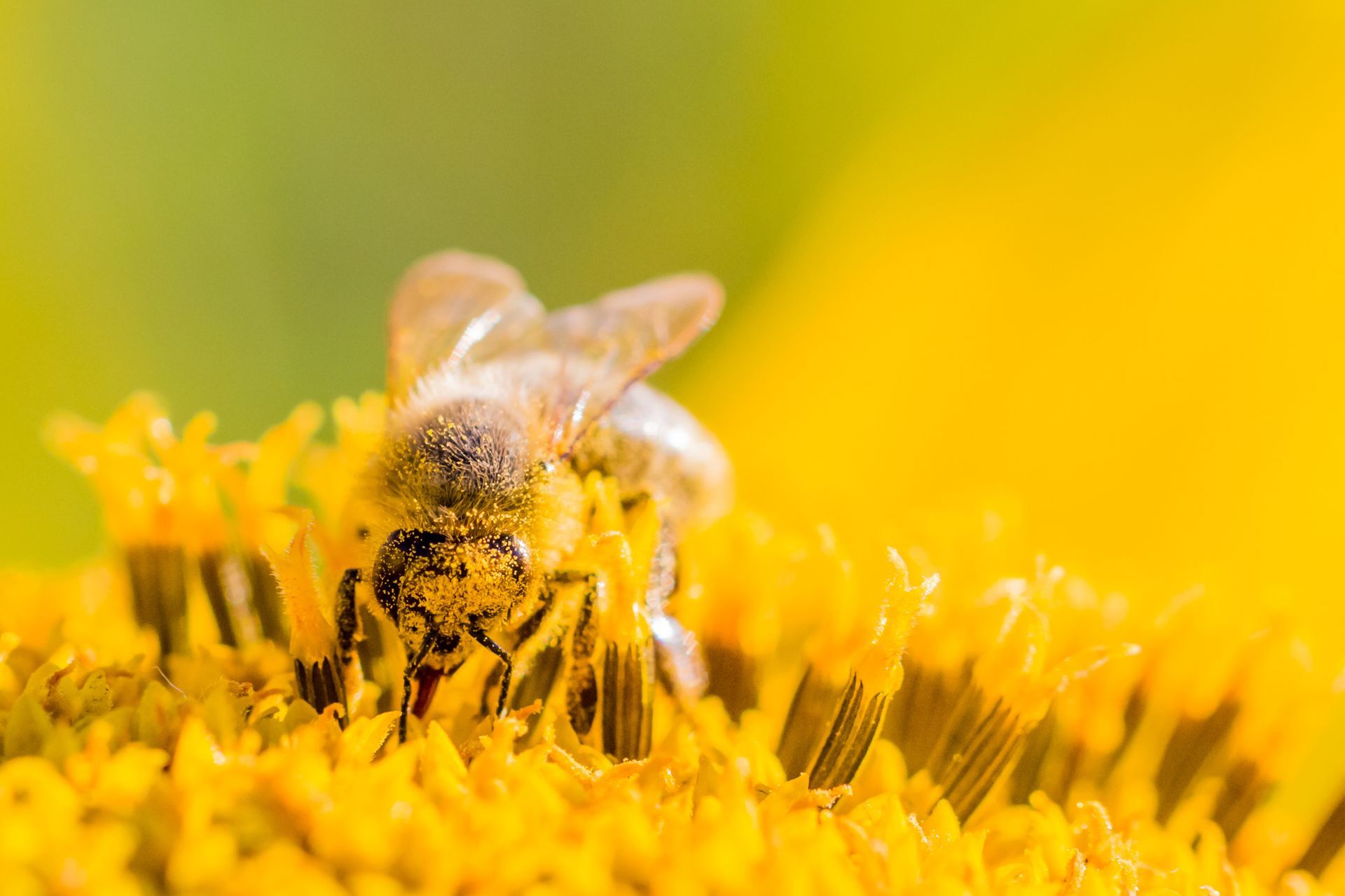 A close up of a bee on a yellow sunflower.