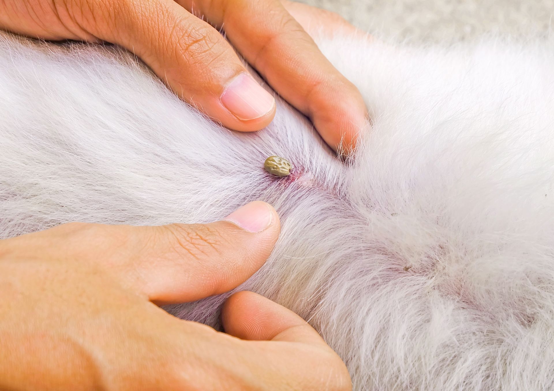 A person is holding a tick on a dog 's fur.