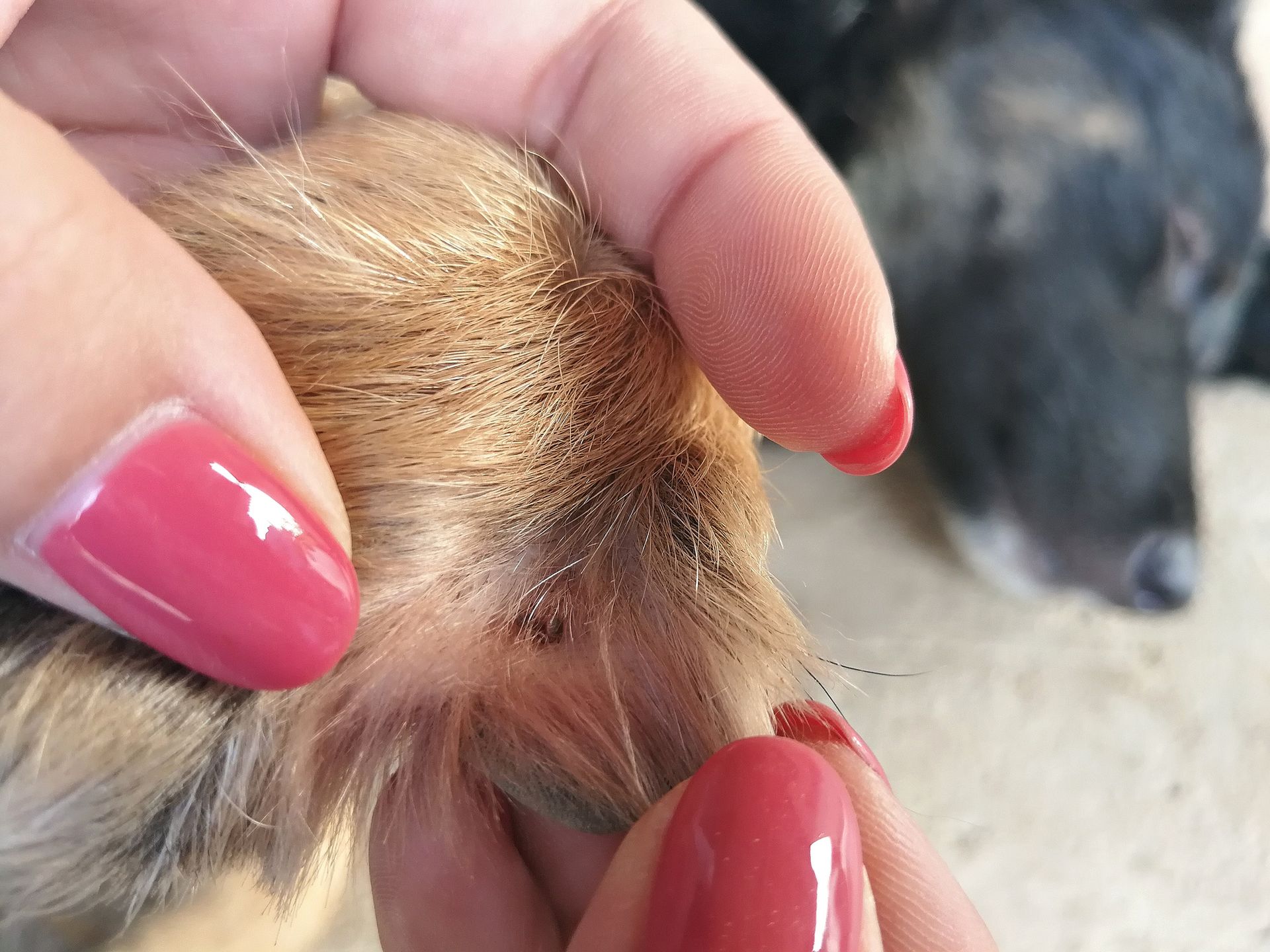 A person with pink nails is holding a dog 's tail