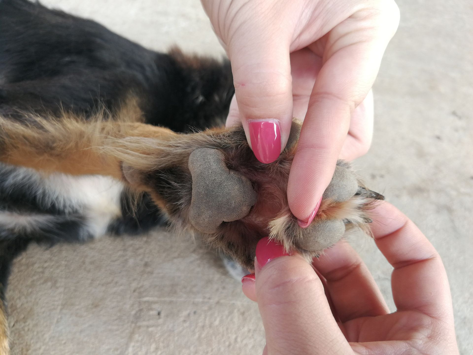 A person with pink nails is holding a dog 's paw.