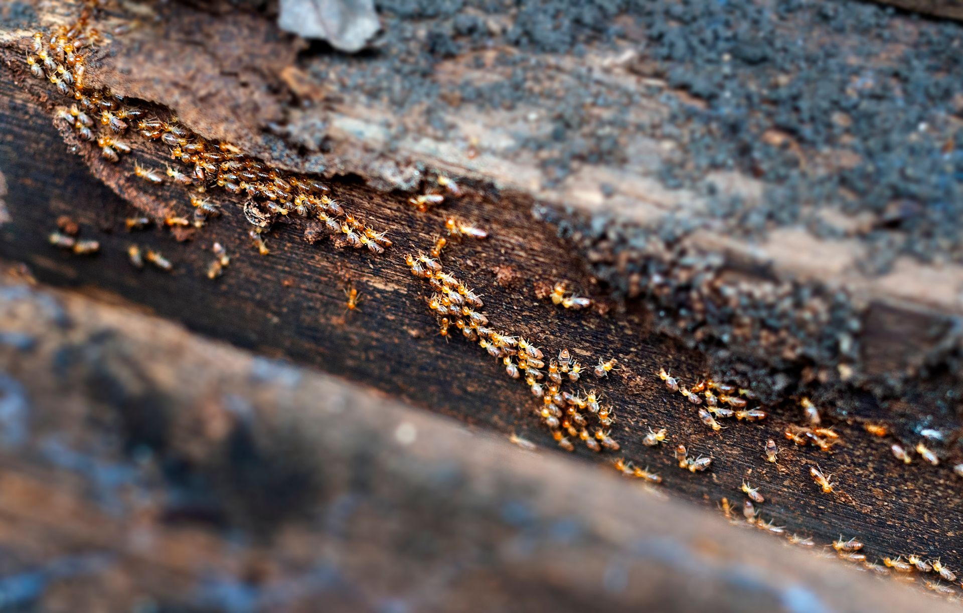 Termites are crawling on a piece of wood.