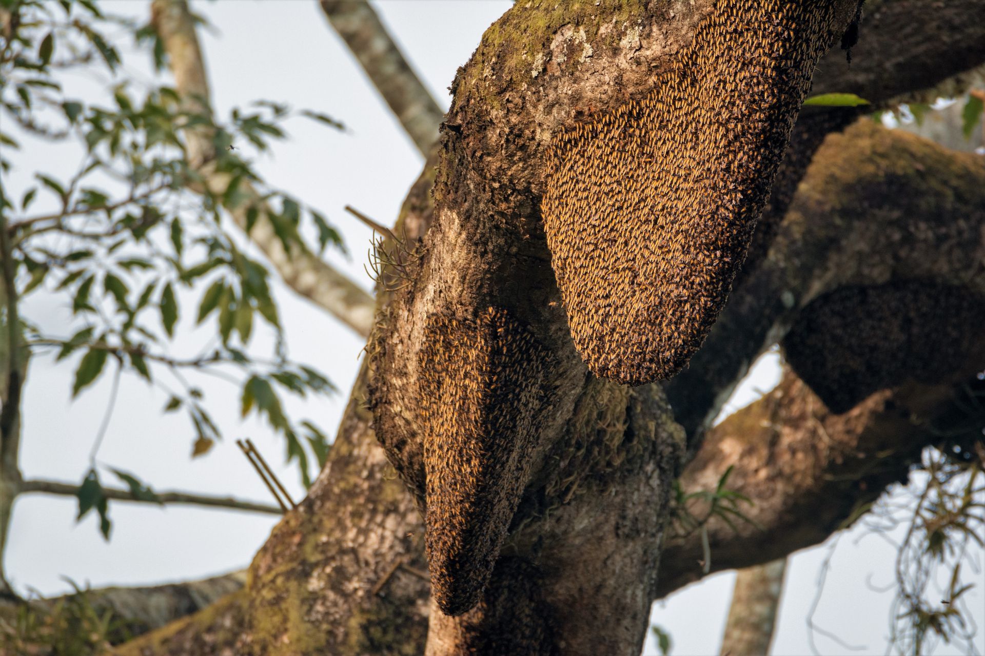 A large beehive is hanging from the side of a tree.