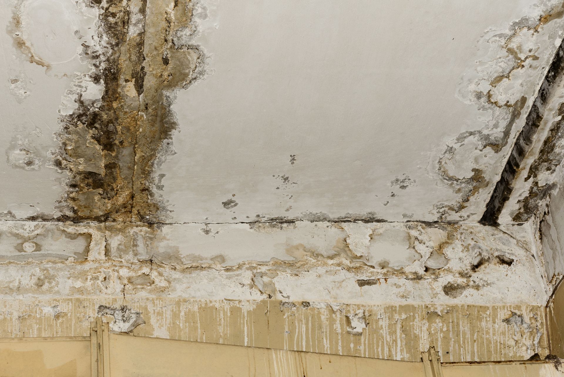 A close up of a ceiling with mold growing on it.
