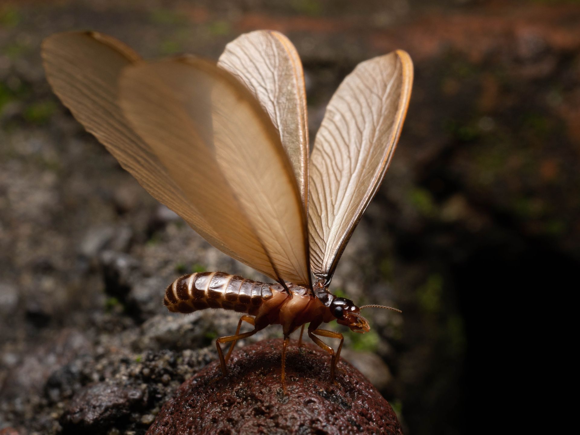 A termite is sitting on a rock with its wings spread.