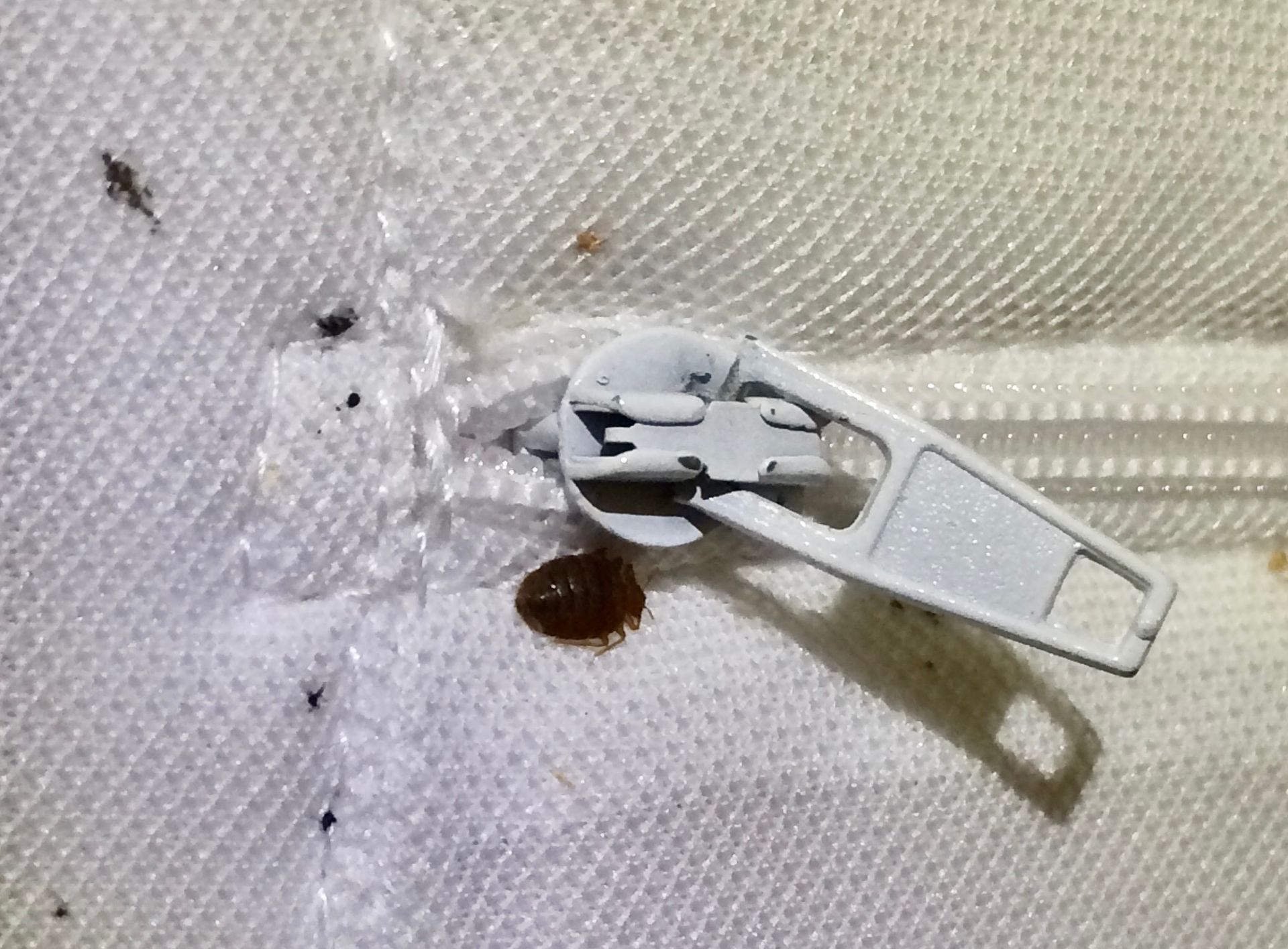 A close up of a zipper on a mattress with bedbugs on it.