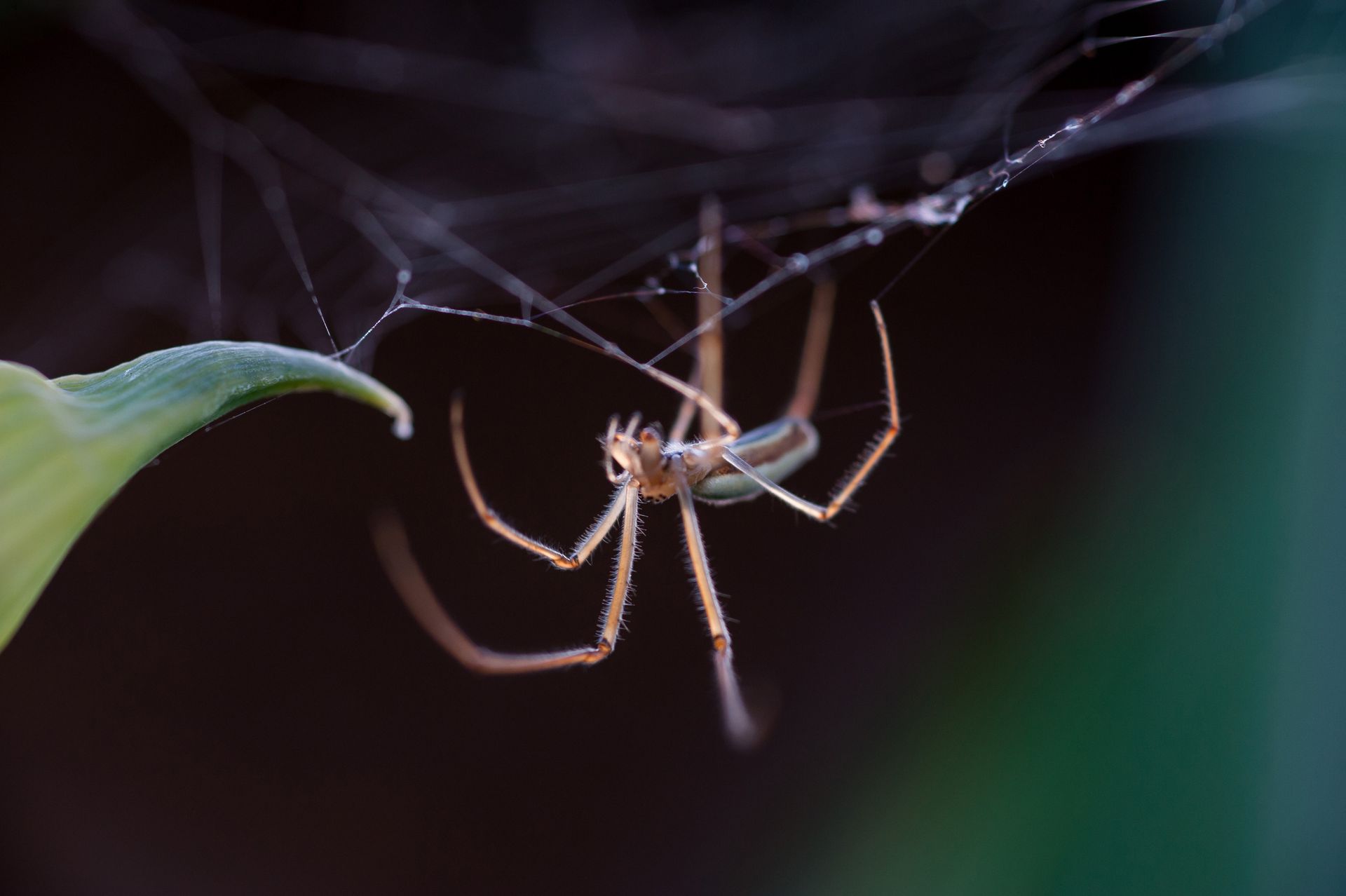 A spider is sitting on a leaf in a web.