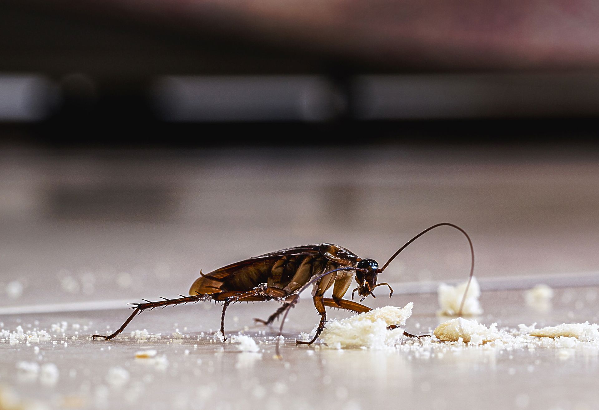 A cockroach is crawling on a pile of food on the floor.
