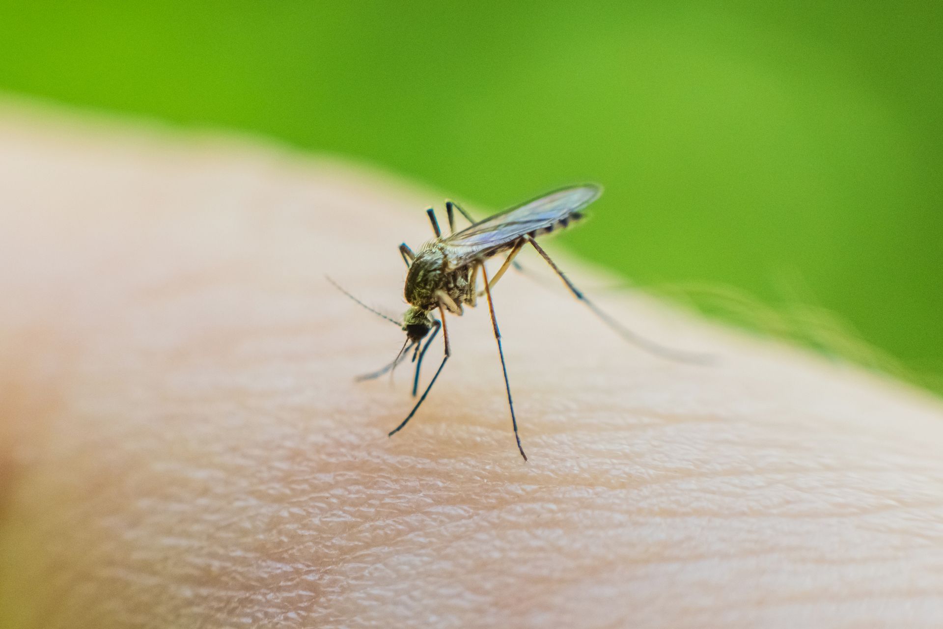 A mosquito is sitting on a person 's arm.