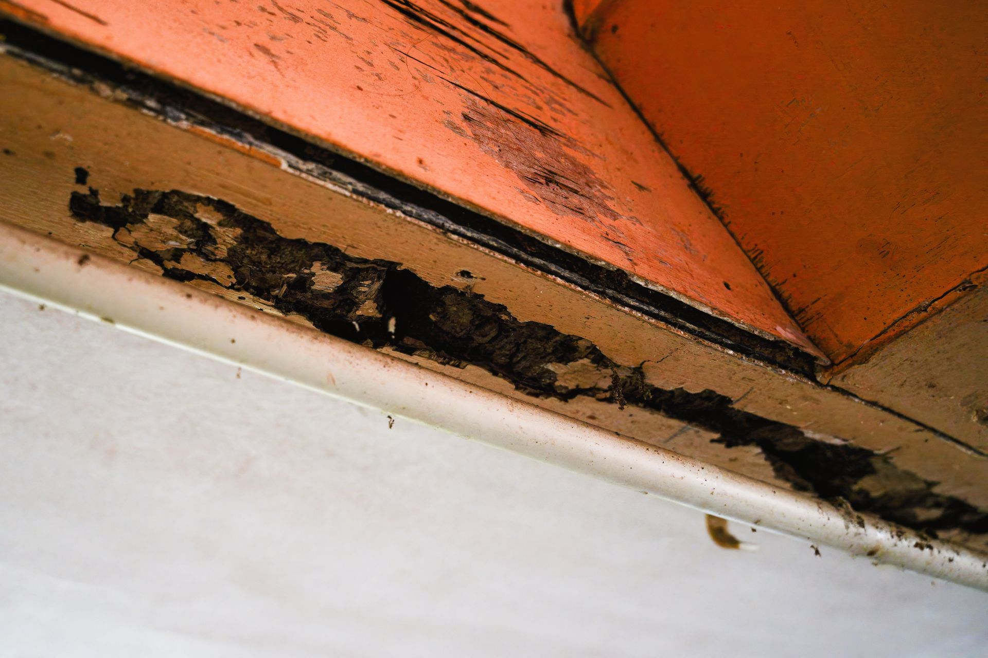 A close up of a piece of wood that has been damaged by termites.