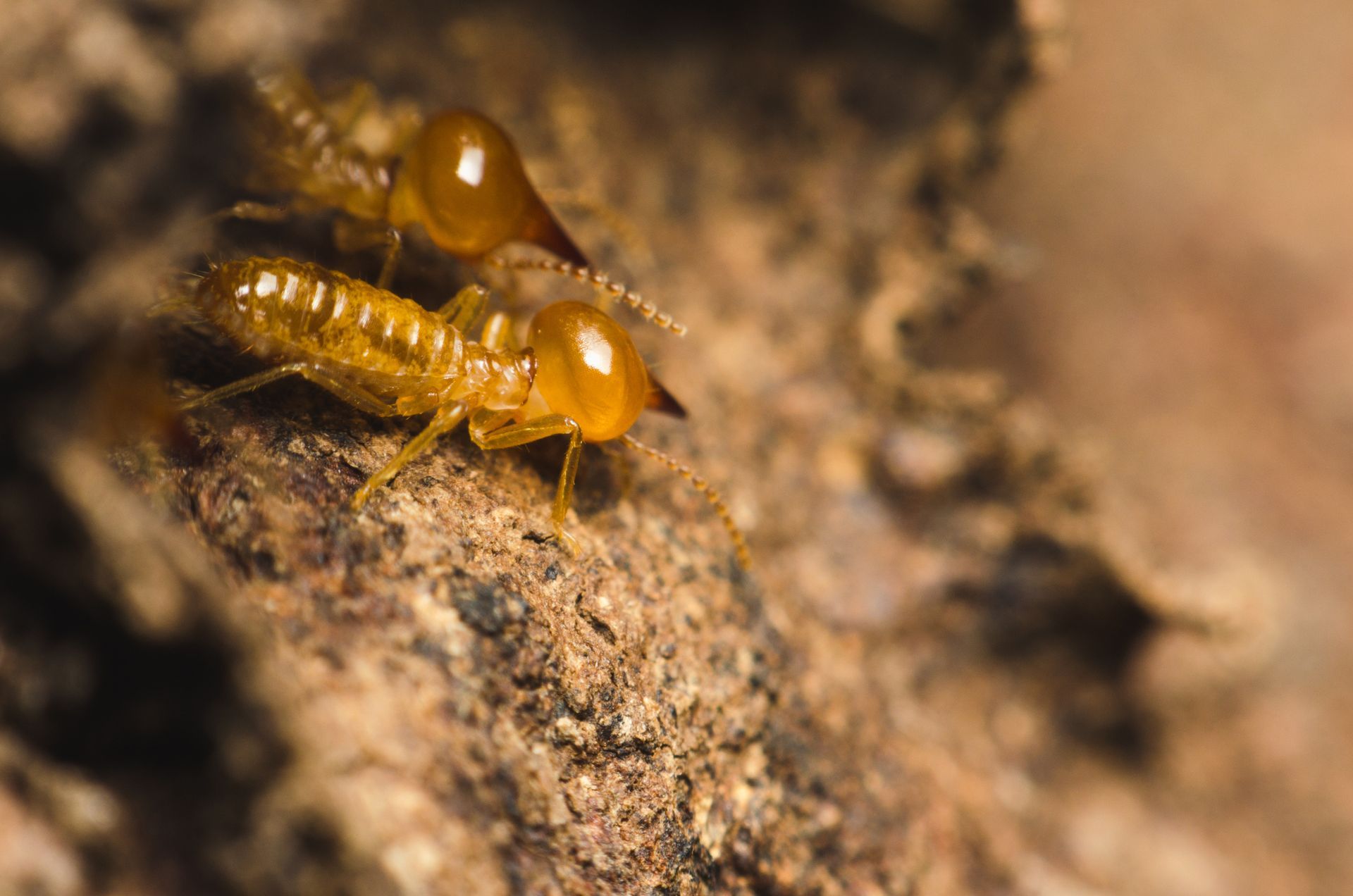 Two termites are crawling on a rock.