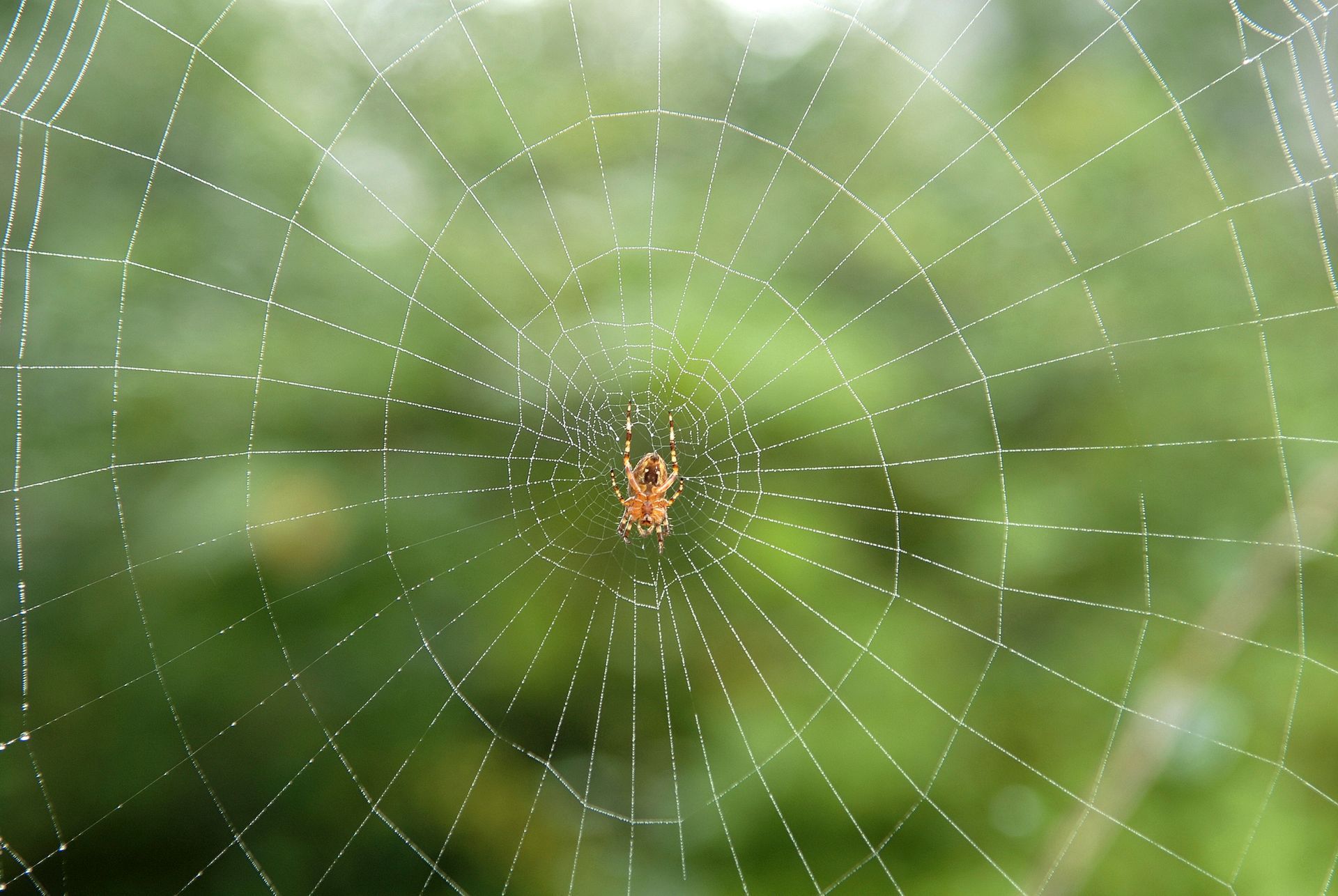 A spider is sitting in the middle of a spider web.